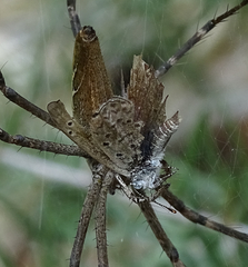 Euprosthenops