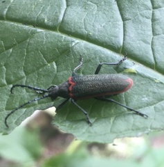 Desmocerus aureipennis