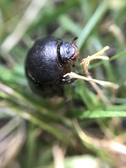 Pentodon bidens punctatus