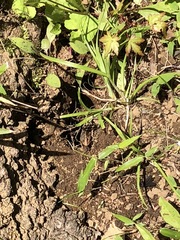 Plestiodon finitimus