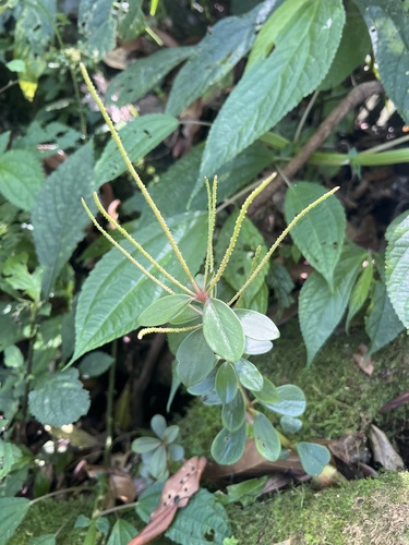 Peperomia japonica, photograph 1