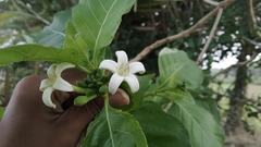 Morinda pubescens
