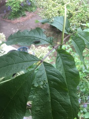 Desmocerus aureipennis