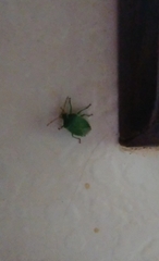 Sinopla perpunctatus
