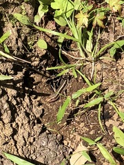 Plestiodon finitimus