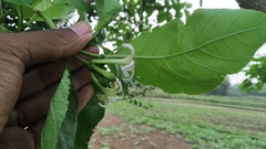 Morinda pubescens