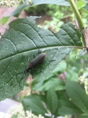 Desmocerus aureipennis