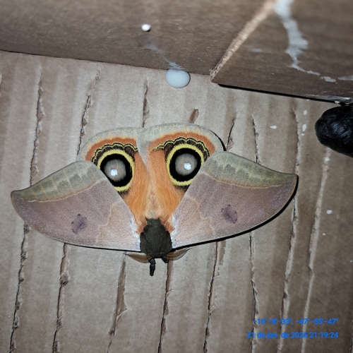 Automeris bilinea