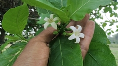 Morinda pubescens
