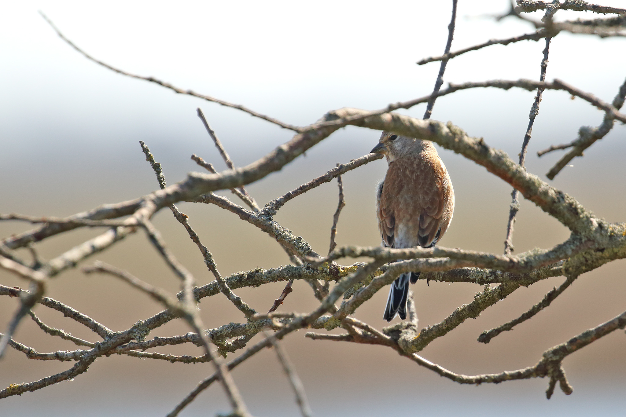 Common Linnet