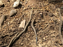 Plestiodon finitimus