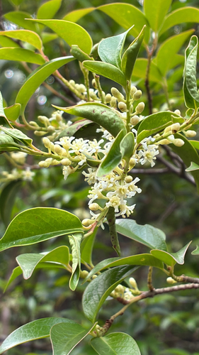 Pentaphylax euryoides observed 2026-06-02