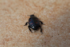 Hister quadrimaculatus