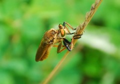 Cophinopoda
