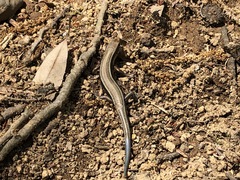 Plestiodon finitimus