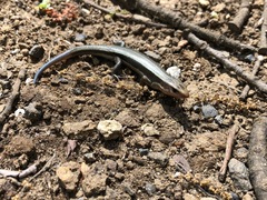 Plestiodon finitimus