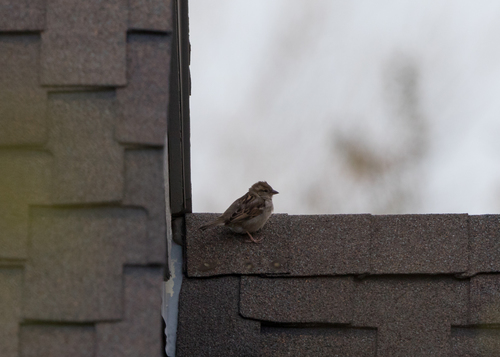 House Sparrow photographed in Nebraska