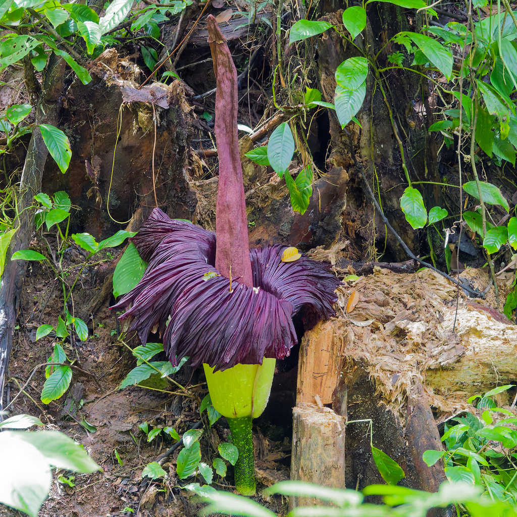 Bunga bangkai (Amorphophallus titanum)