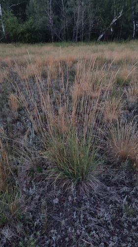 Psathyrostachys juncea, photograph 3