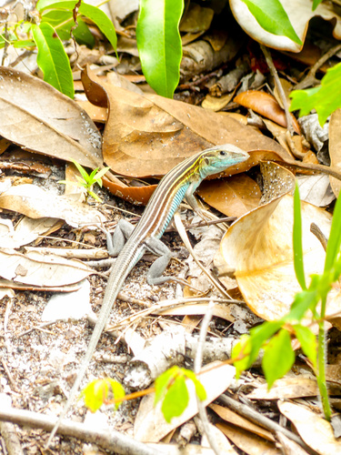 Six-lined Racerunner