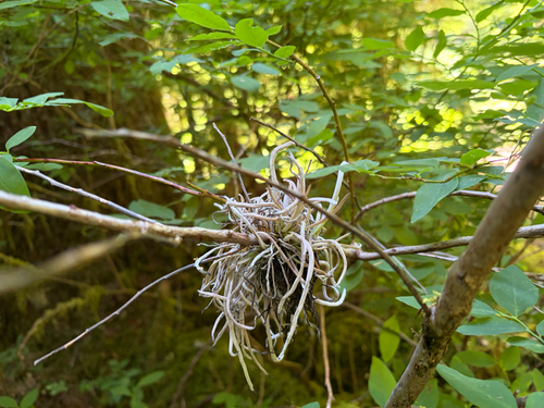 Exobasidium parvifolii observed 2026-06-21