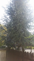 Cedrus libani