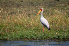 Yellow-Billed Stork photo 5