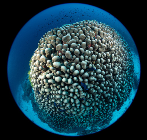 Pavona clavus observed 2026-06-07