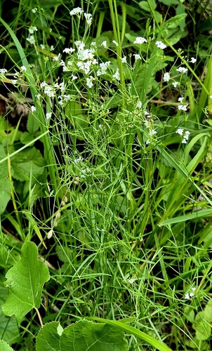 Asperula tinctoria, photograph 4