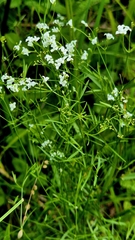 (c) Анна Митрошенкова, some rights reserved (CC BY) Asperula tinctoria, photograph (c) Анна Митрошенкова, some rights reserved (CC BY)