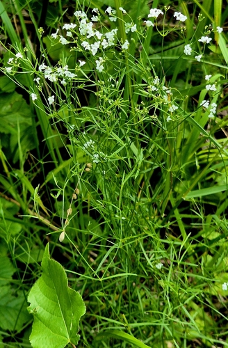 Asperula tinctoria, photograph 6