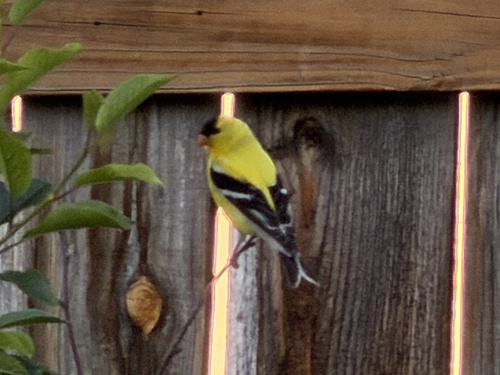 American Goldfinch