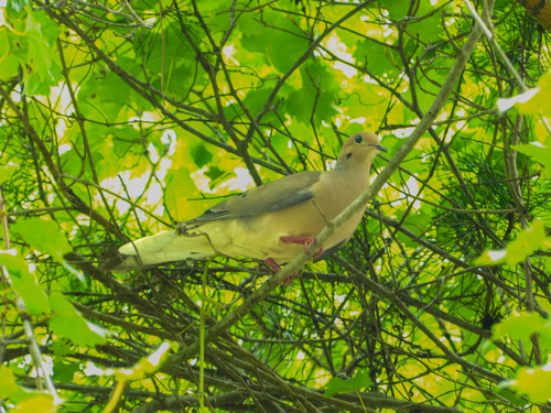 Mourning Dove