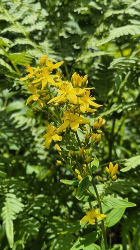 Hairy St John's-wort (Hypericum hirsutum)