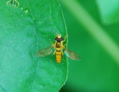 Sphaerophoria menthastri