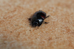 Hister quadrimaculatus