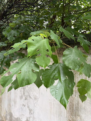 Paper mulberry