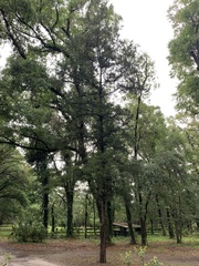 Melanerpes carolinus