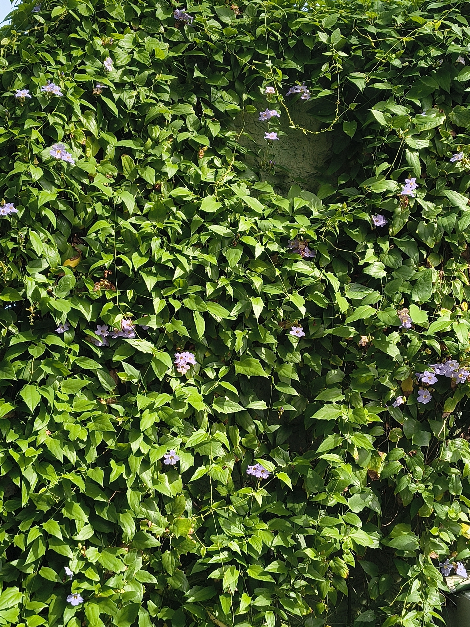 Thunbergia laurifolia