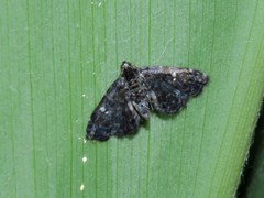 Drosophantis caeruleata