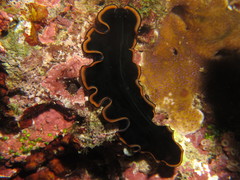 Pseudobiceros splendidus