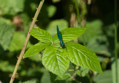 Calopteryx