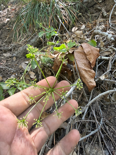 Tauschia arguta observed 2026-06-21