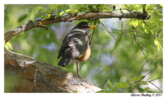 Turdus migratorius