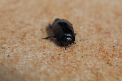 Hister quadrimaculatus