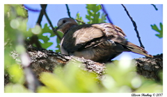 Streptopelia chinensis