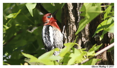 Sphyrapicus ruber