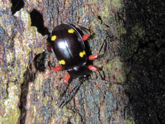 Eumorphus quadriguttatus pulchripes
