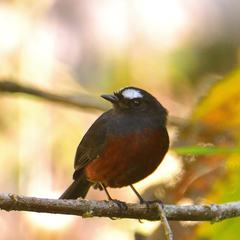 Ochthoeca cinnamomeiventris