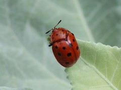 Chelymorpha phytophagica